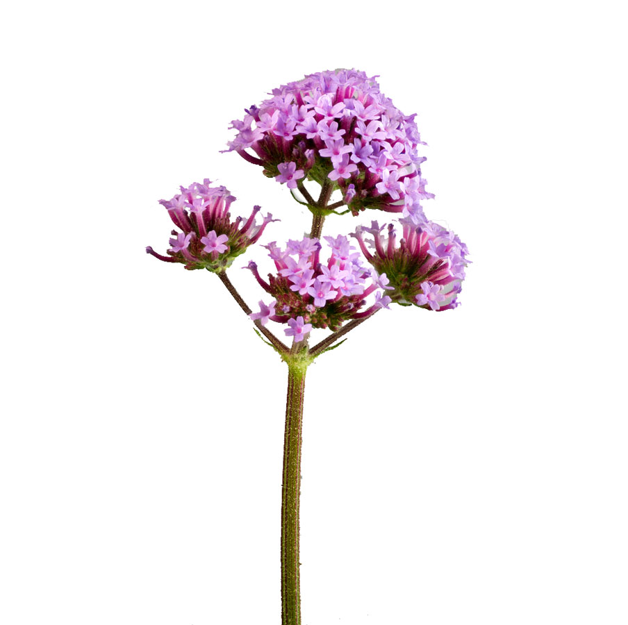 شاخه گل شاهپسند